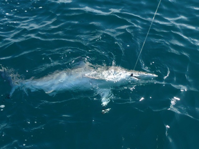 SHARKY SHARKY